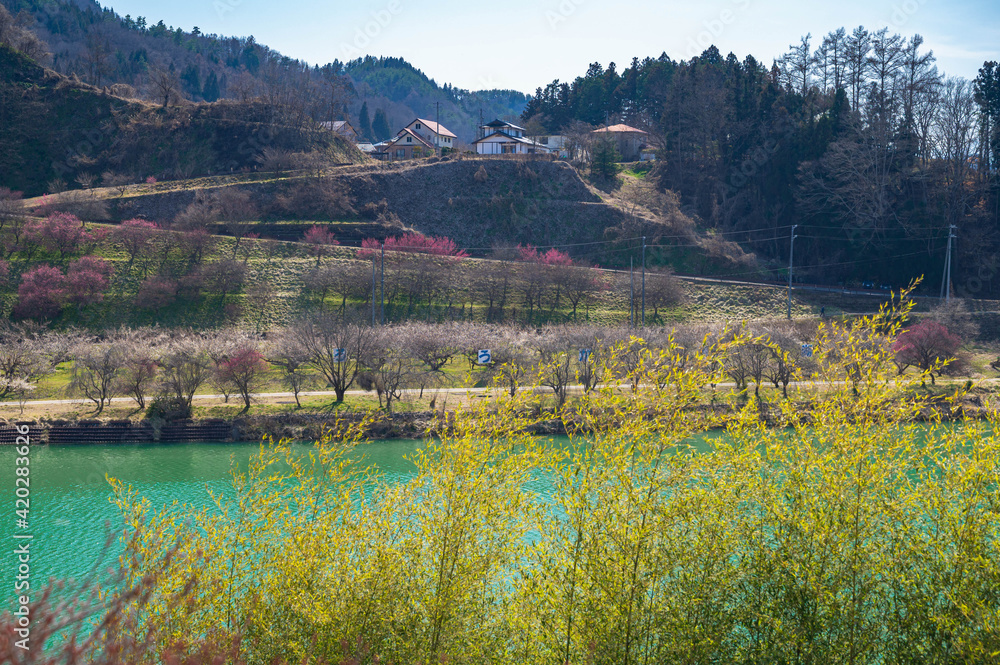 信州新町　梅の花が咲く春のろうかく梅園