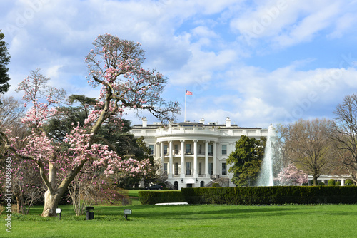 White House and spring blossoms - Washington D.C. United States of America
