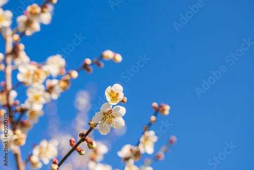 Canvastavla 青空と梅の花
