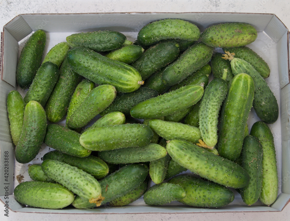 White box full of fresh organic farm cucumbers on white background. Top view White box full of fresh organic farm cucumbers on white background. Top view