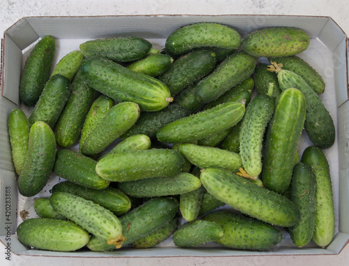 White box full of fresh organic farm cucumbers on white background. Top view