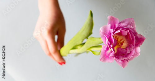 Tulip in a woman s hand. Purple  purple tulip. Banner.