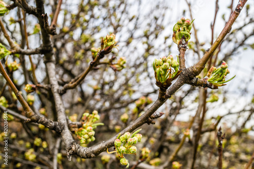 Young pear buds, before flowering in spring. 