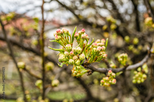 Young pear buds, before flowering in spring. 