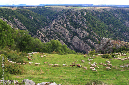 A flock of shorn sheep grazing on the plateau of La Garde Guérin (Lozère, France) photo