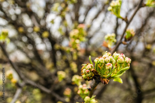 Young pear buds, before flowering in spring. 
