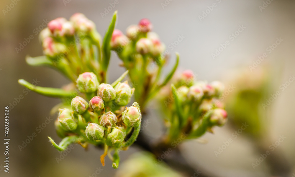 Fototapeta premium Young pear buds, before flowering in spring. 
