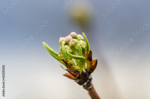 Young pear buds, before flowering in spring. 