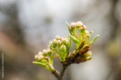 Young pear buds, before flowering in spring. 