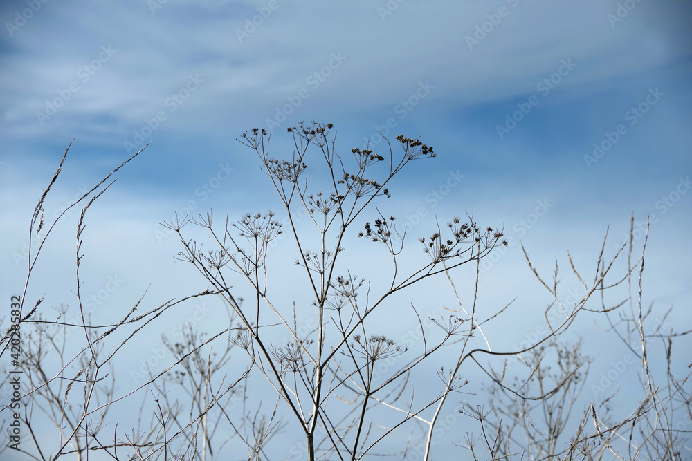 Dry brown golden yarrow and other plants of last year on a hillside in California under blue winter sky with some cloud patterns Dry brown golden yarrow and other plants of last year on a hillside in California under blue winter sky with some cloud patterns