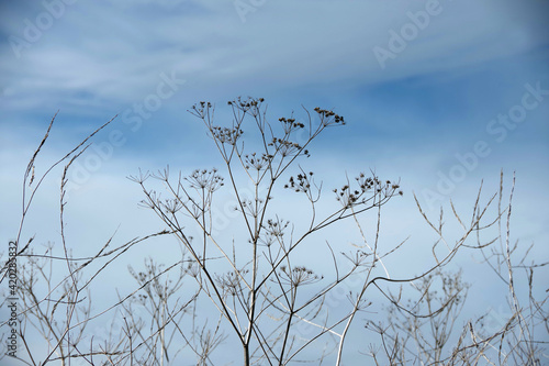 Dry brown golden yarrow and other plants of last year on a hillside in California under blue winter sky with some cloud patterns