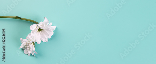 Pastel background with white spring flowers