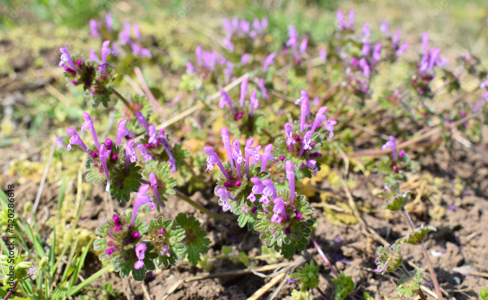 Lamium amplexicaule, commonly known as henbit dead-nettle, common henbit, or greater henbit. Selective focus Lamium amplexicaule, commonly known as henbit dead-nettle, common henbit, or greater henbit. Selective focus