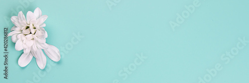 Pastel background with white spring flowers © Samuel