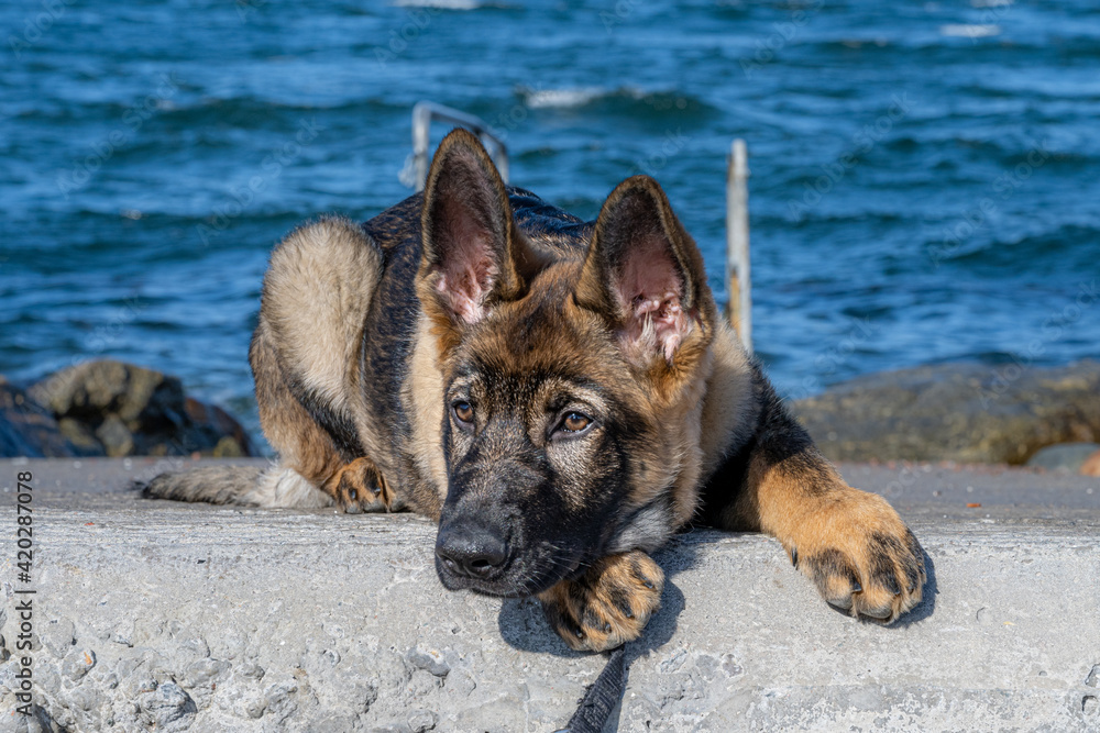 A close-up portrait of a fifteen weeks old German Shepherd puppy. Blue sky and ocean in the background