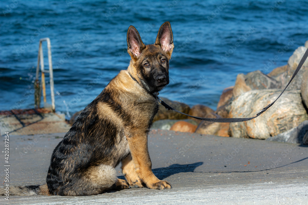 A picture of a fifteen weeks old German Shepherd puppy. Blue sky and ocean in the background A picture of a fifteen weeks old German Shepherd puppy. Blue sky and ocean in the background