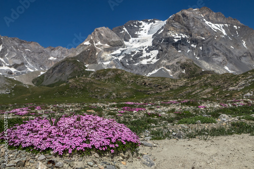 Silène Acaule et la grande Casse  ; Paysage du Parc National de la Vanoise , Savoie , alpes , France photo