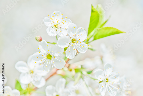 Sunny spring day. Cherry blossoms. Beautiful flowers  close-up
