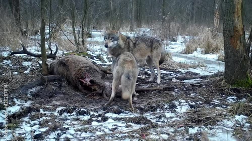 Wallpaper Mural Wolves feed on dead deer in Kampinoski National Park in Poland Torontodigital.ca
