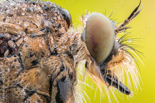 portrait of a fly