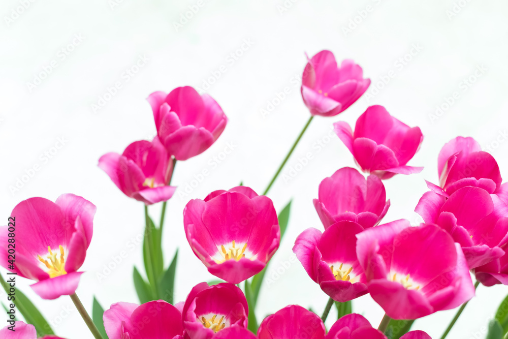 Flowering tulips of red and magenta flowers on a white background. Flowering tulips of red and magenta flowers on a white background.