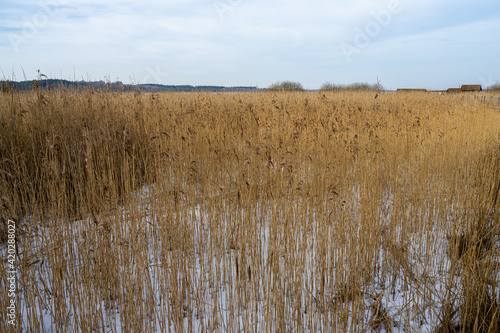 Tall grass in a marshy wetland. Ice and snow. Picture from Lund, southern Sweden