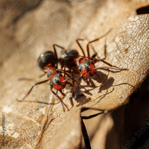 dwie mrówki na suchym liściu