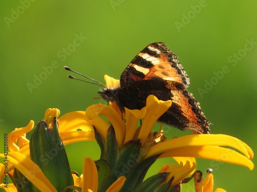 Foto Summer butterfly on flower