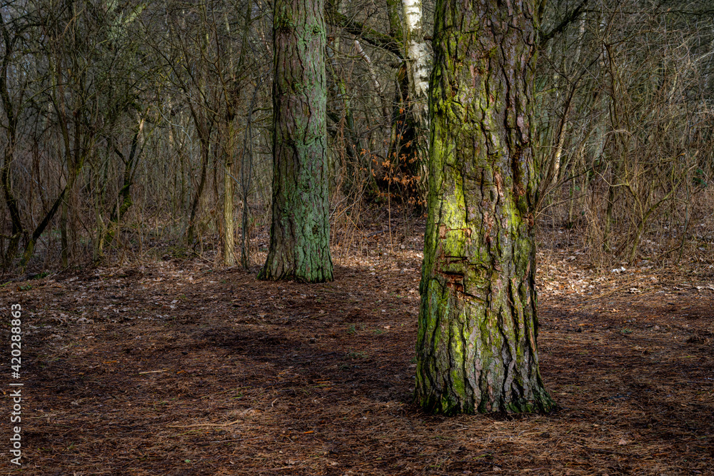 A forest glade an early spring day. Picture from Lund, southern Sweden A forest glade an early spring day. Picture from Lund, southern Sweden
