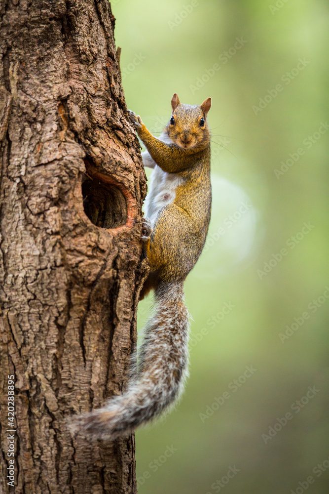 Eastern Grey Squirrel (Sciurus carolinensis) Eastern Grey Squirrel (Sciurus carolinensis)
