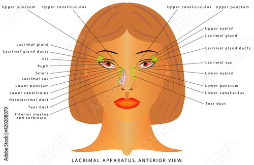 Tear gland anatomy. The lacrimal gland and other small glands located inside the eyelid and on the white part of the eye constantly produce tears to keep the eye moist, lubricated and healthy photo