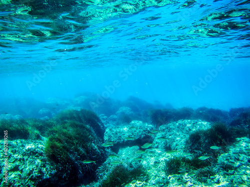 Underwater view on sea bottom with rocks and seaweed in blue clear waters of Ionian Sea in Greece. Diving, watching fish deep in wild sea