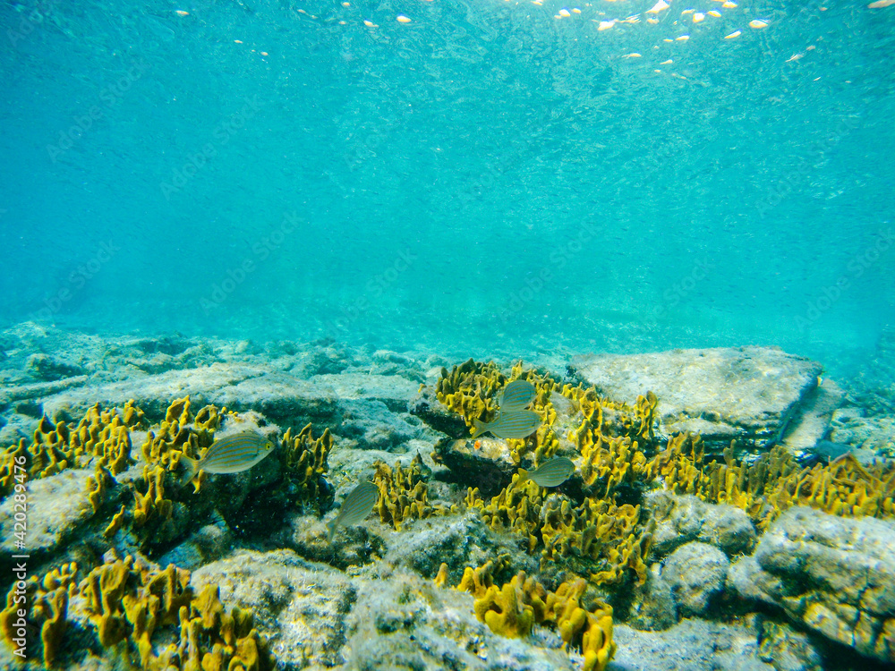 Obraz premium Underwater fish group swimming in rocks, yellow corals and seaweed in blue clear waters of Ionian Sea in Greece. Diving, watching fish deep in wild sea