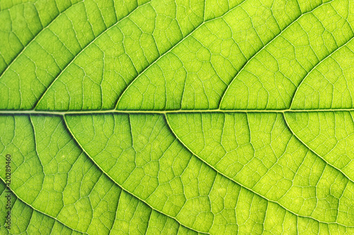 green avocado leaves close-up on the lumen