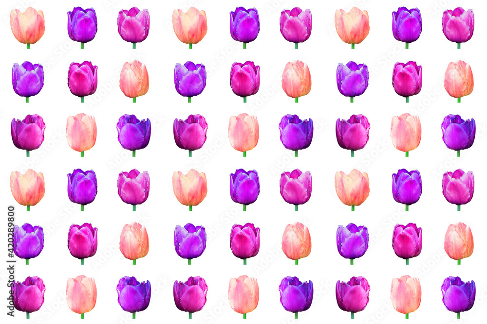 Collage with multicolor tulips isolated on white, easter background. Top view, flat lay. Seamless pattern for birthday, mother day, wrapping paper concept