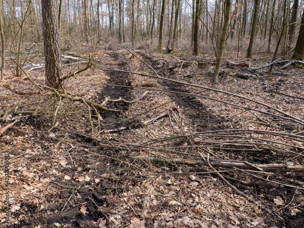 Waldweg mit Profilspuren der Traktoren
Waldweg mit Profilspuren der Traktoren