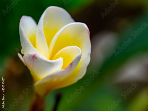 closeup of Frangipani flower