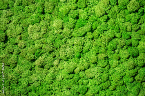 Natural green background. G...