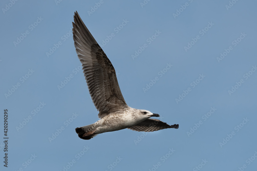 Obraz premium Caspian gull Larus cachinnans flying