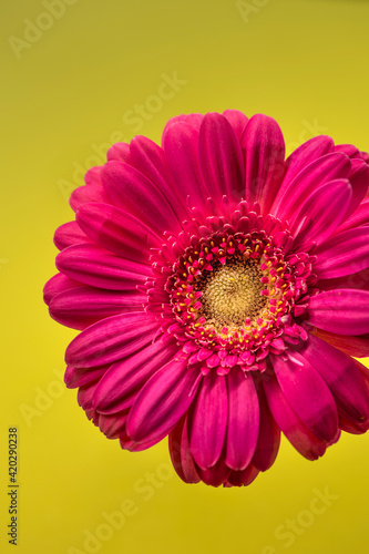 Pinke Gerbera Blume auf gelbem Hintergrund