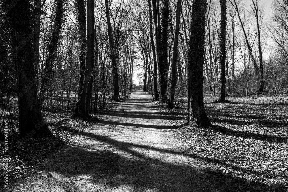 Fototapeta premium path in the woods