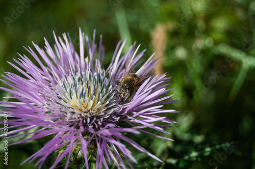 Flor con abeja
