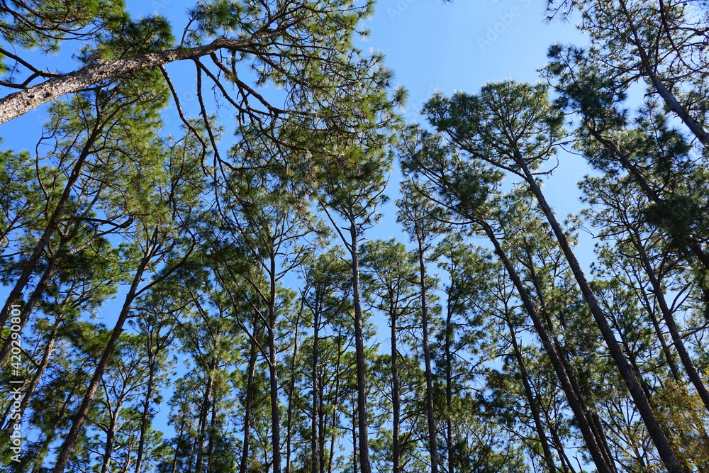 Obraz premium Tall pine trees with the background of the blue sky