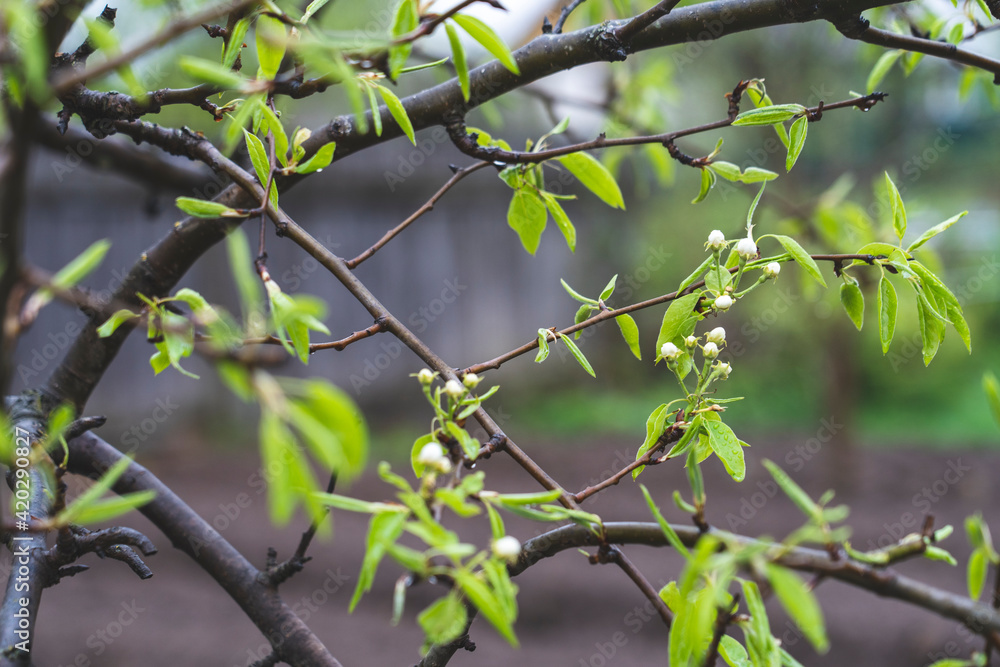 Apple tree blooming in spring with white flowers, Apple tree blooming in spring with white flowers,
