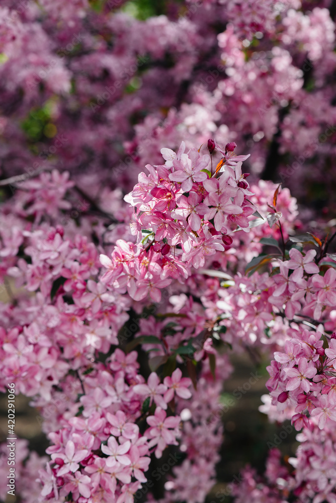 Beautiful, pink blooming Apple tree in the spring garden. Agricultural industry