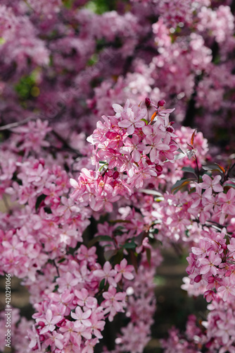 Beautiful, pink blooming Apple tree in the spring garden. Agricultural industry © Andrii