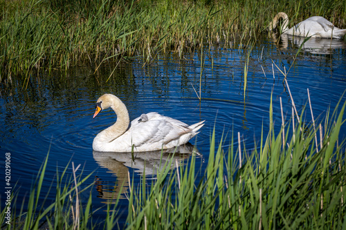 Canvas Print Two mute swans swimming in a stream with a cygnet riding on Mums back