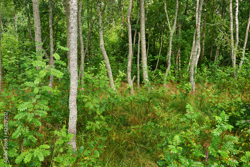 FBeautiful forest in Finlan.