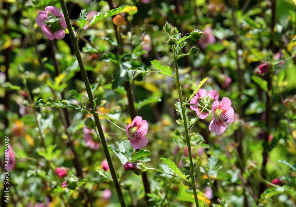 Beautiful flowering of Anisodontea (Latin - Anisodontea) Beautiful flowering of Anisodontea (Latin - Anisodontea)