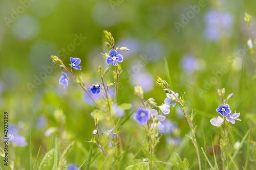 Niebieskie polne kwiaty na rozmytym tle, sezon wiosenny